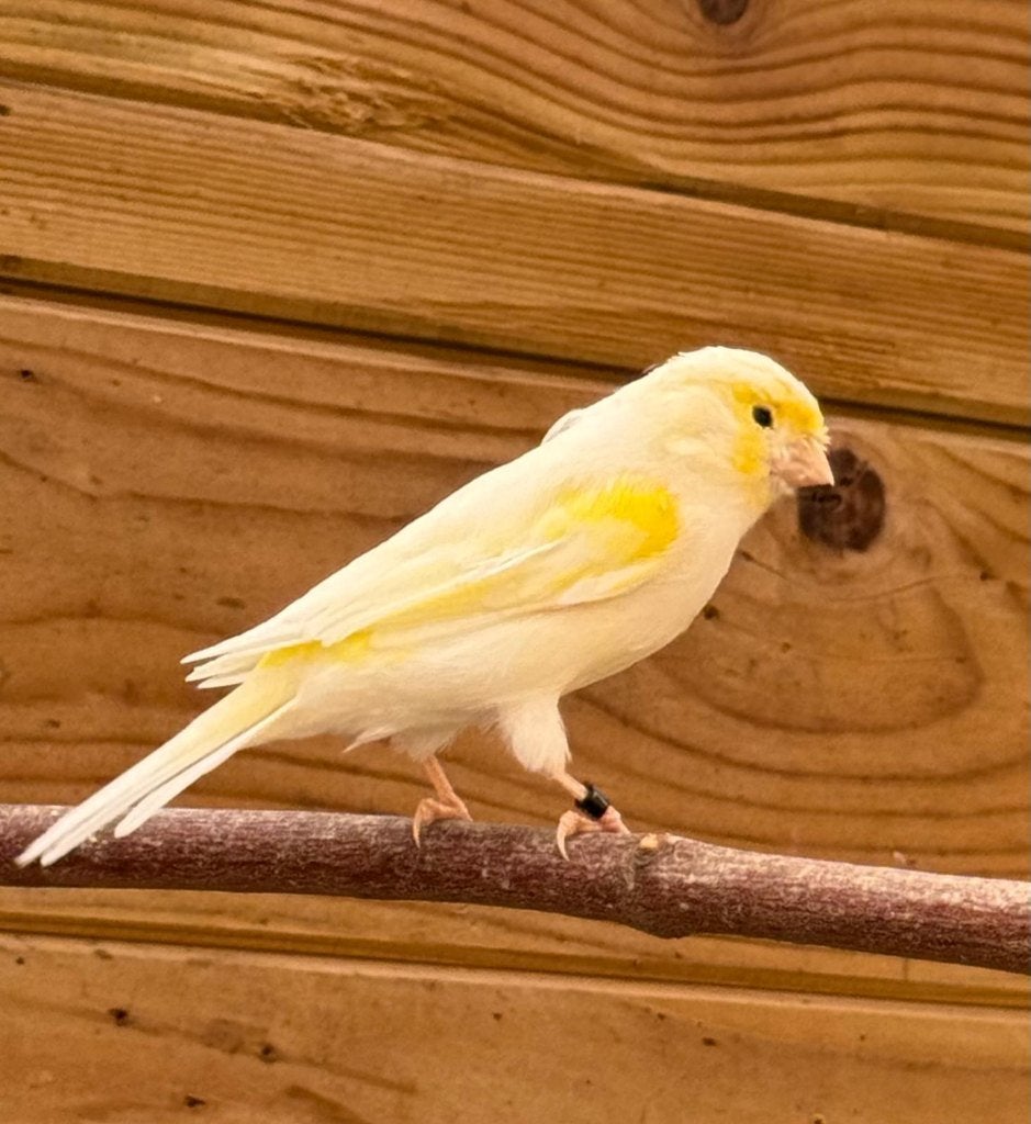 Geel mozaïek kanaries, Meerdere dieren, Kleurkanarie