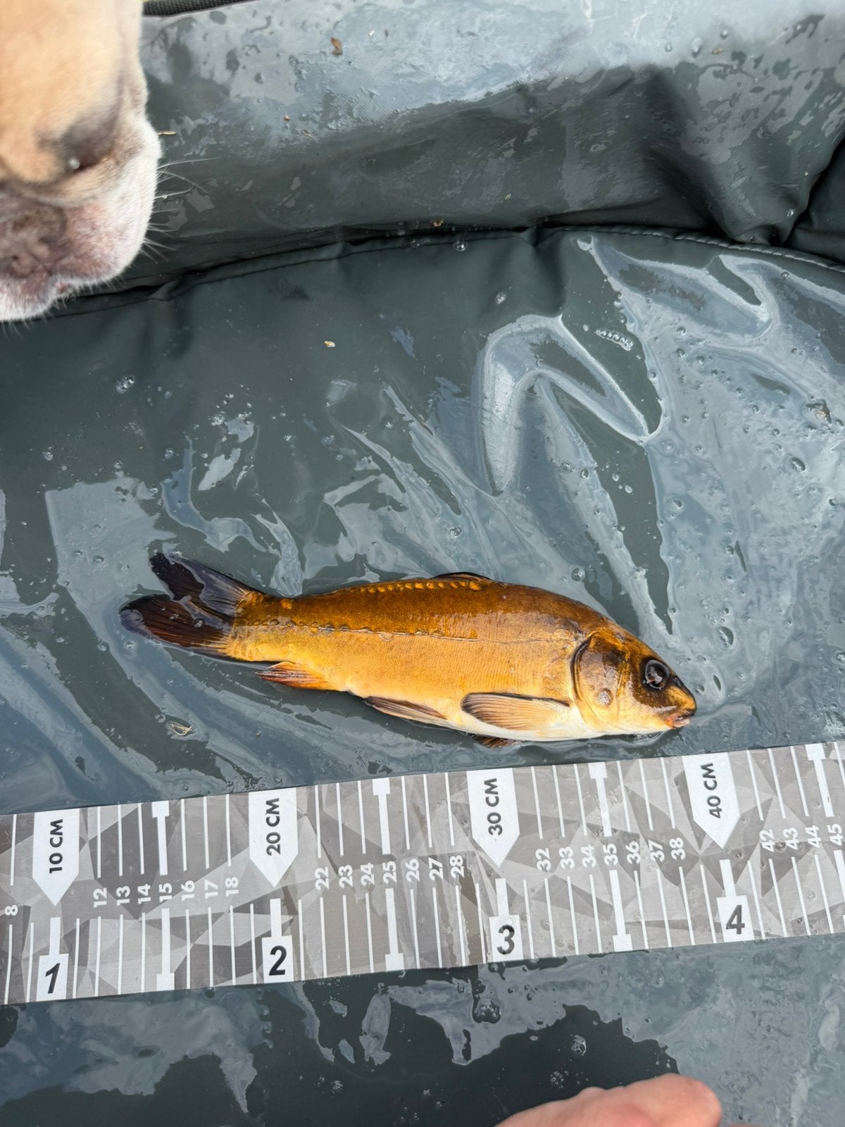 Koi, Dieren en Toebehoren, Karper of Koi