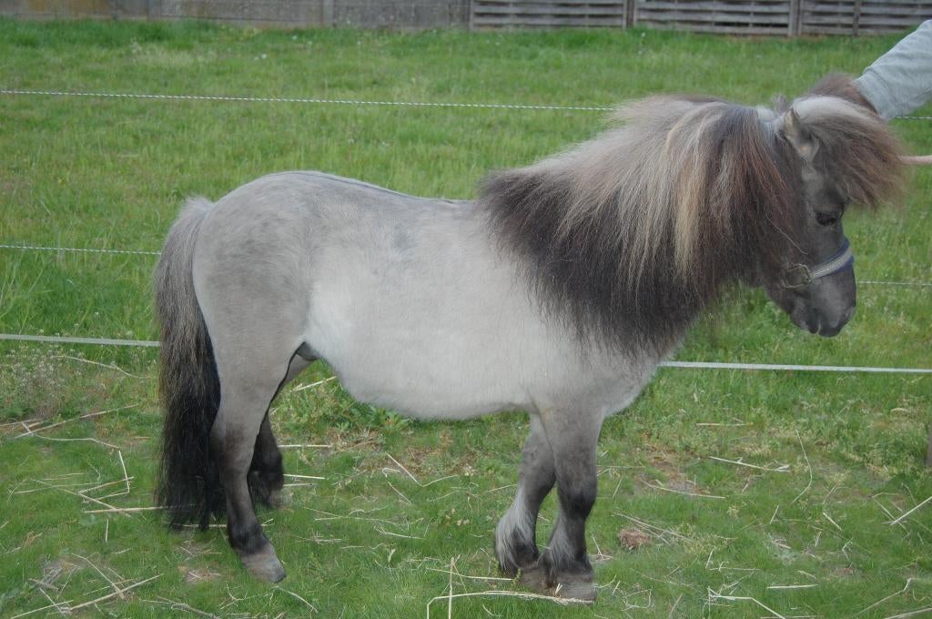 stamboek shetland hengst te koop, Étalon, Avec pedigree