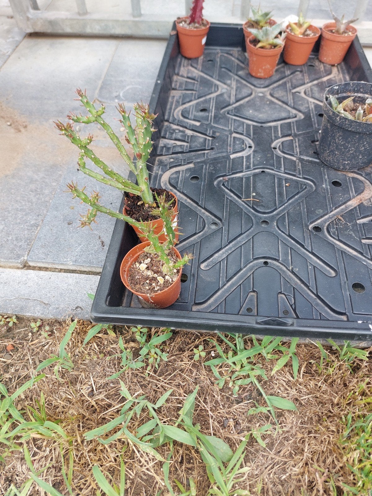 Cactussen en agave, Tuin en Terras, Ophalen