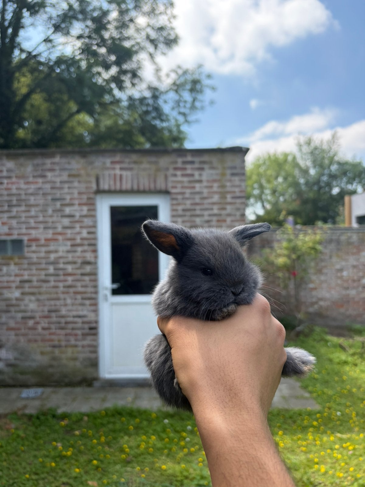 Minilop x NHD, Dieren en Toebehoren, Meerdere dieren, Langharig, 0 tot 2 jaar
