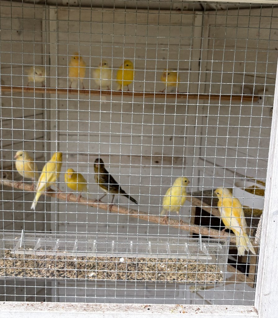 Kanaries te koop, Dieren en Toebehoren, Vogels | Kanaries, Meerdere dieren, Kleurkanarie