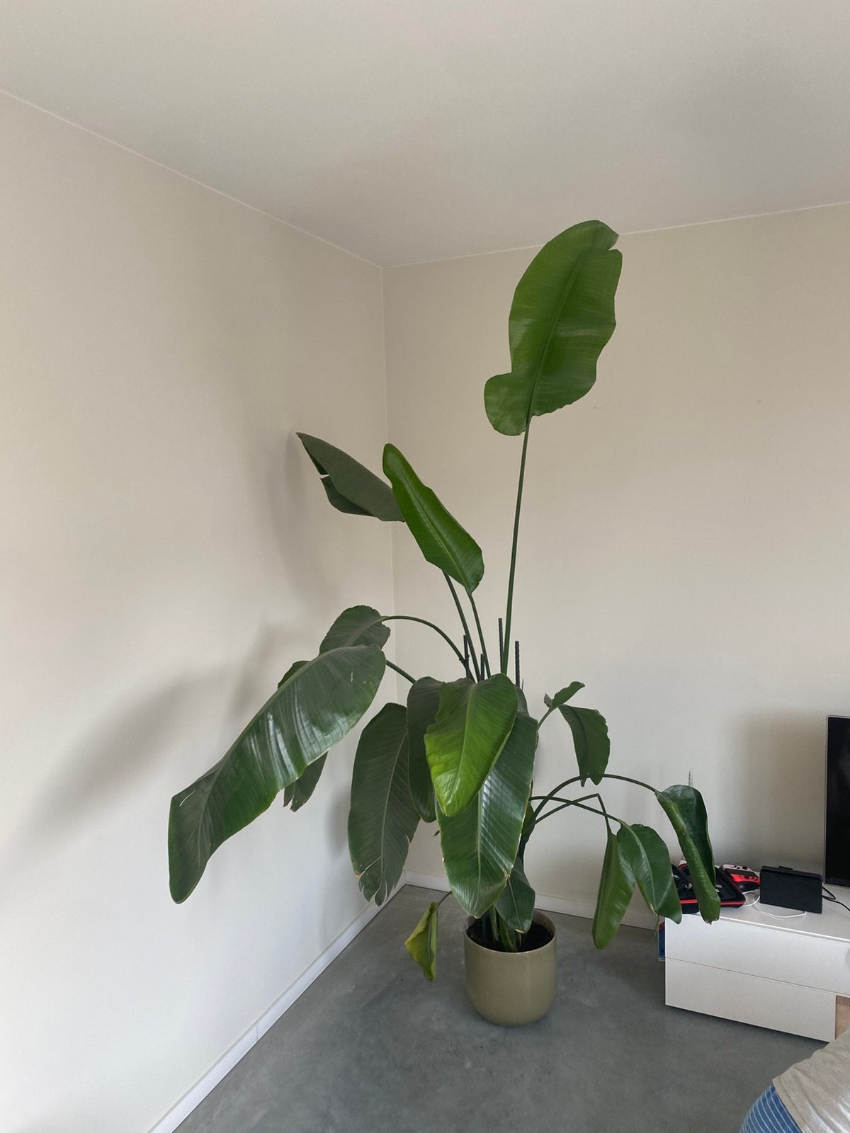Strelitzia Nicolai, paradijsvogelplant, XL blikvanger 200 cm, Huis en Inrichting, Kamerplanten, Ophalen, 200 cm of meer, Overige soorten
