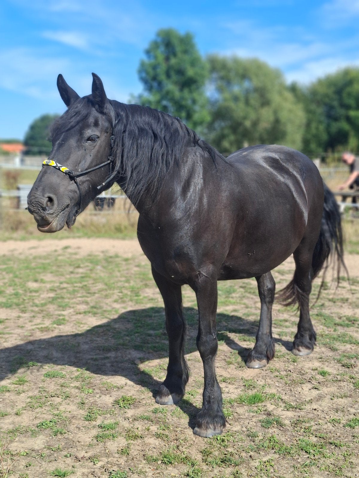 Magnifique jument, Avec puce électronique, 11 ans ou plus, Moins de 160 cm, Cheval de récréation