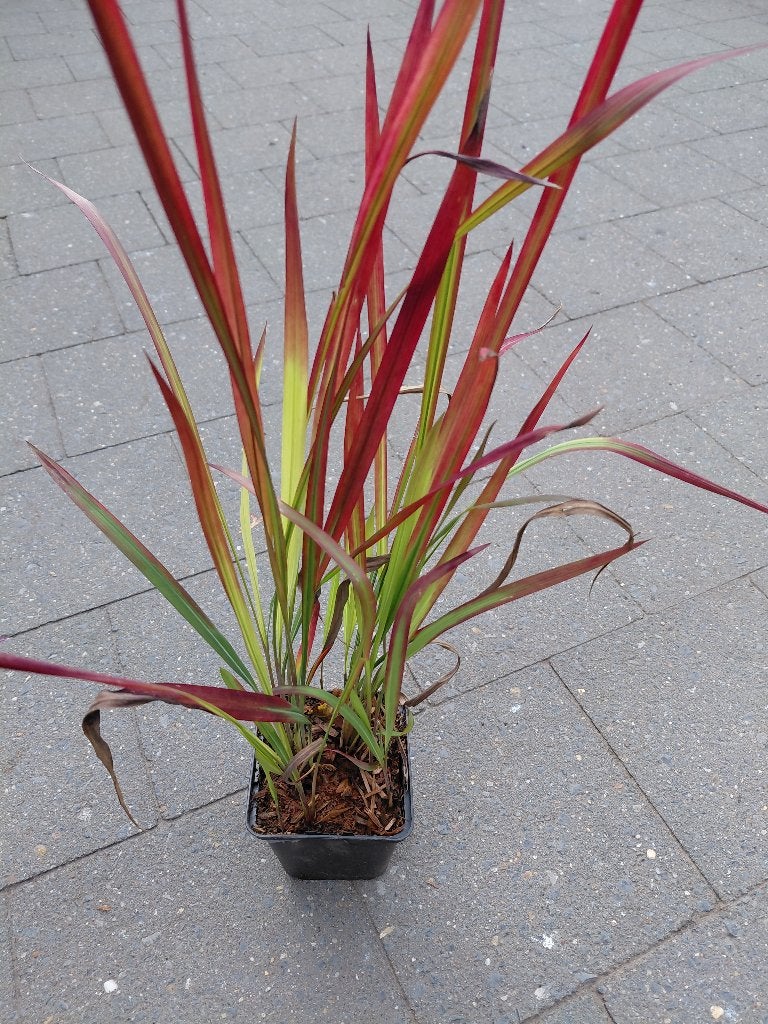 Imperata Red Baron, Tuin en Terras, Ophalen