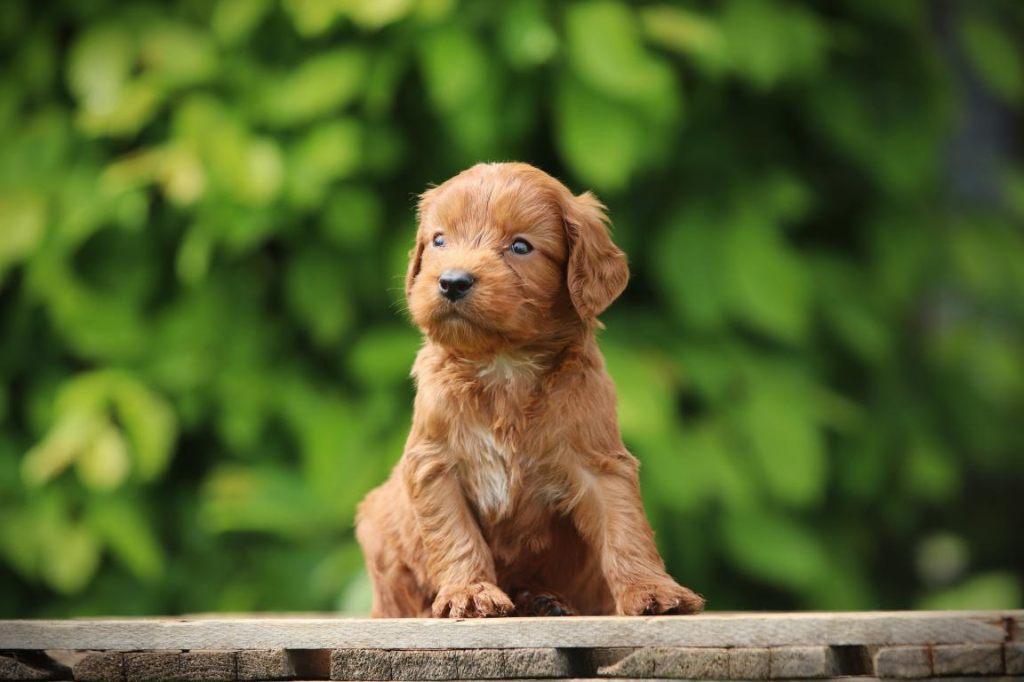 Cockapoo pups, Cockadoodle, Cockapoedel, Parvo, België, Overige rassen, 8 tot 15 weken