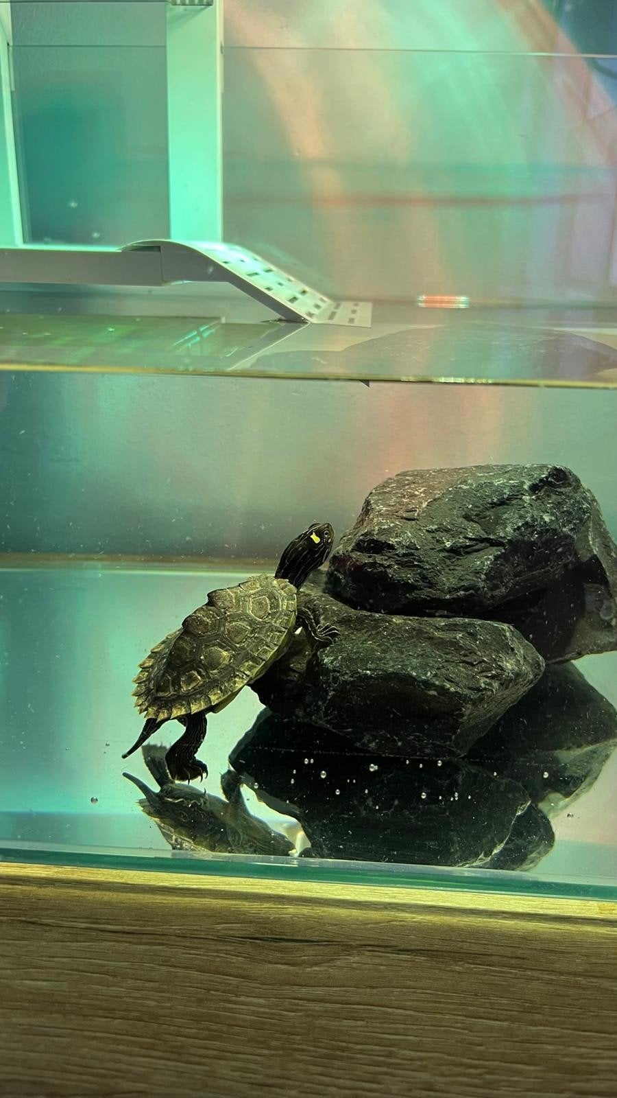 Gratis waterschildpad, Dieren en Toebehoren, Schildpad