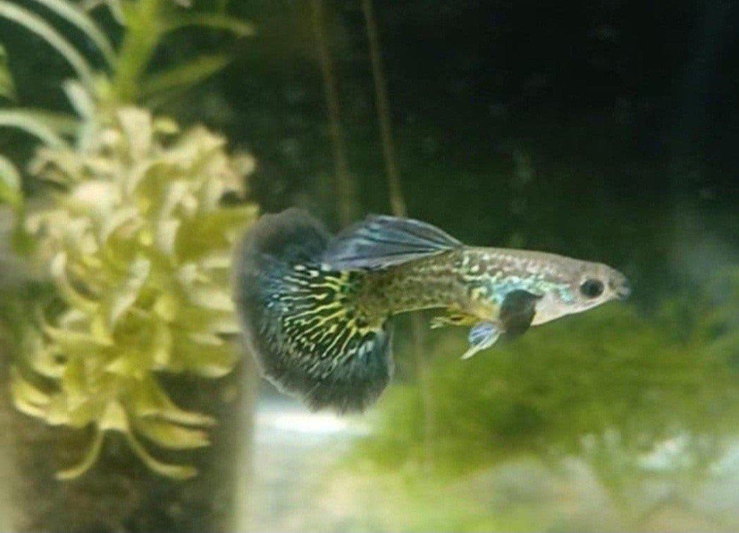 Green dragon ss halfmoon guppys BP85🤜 (Indonesie)