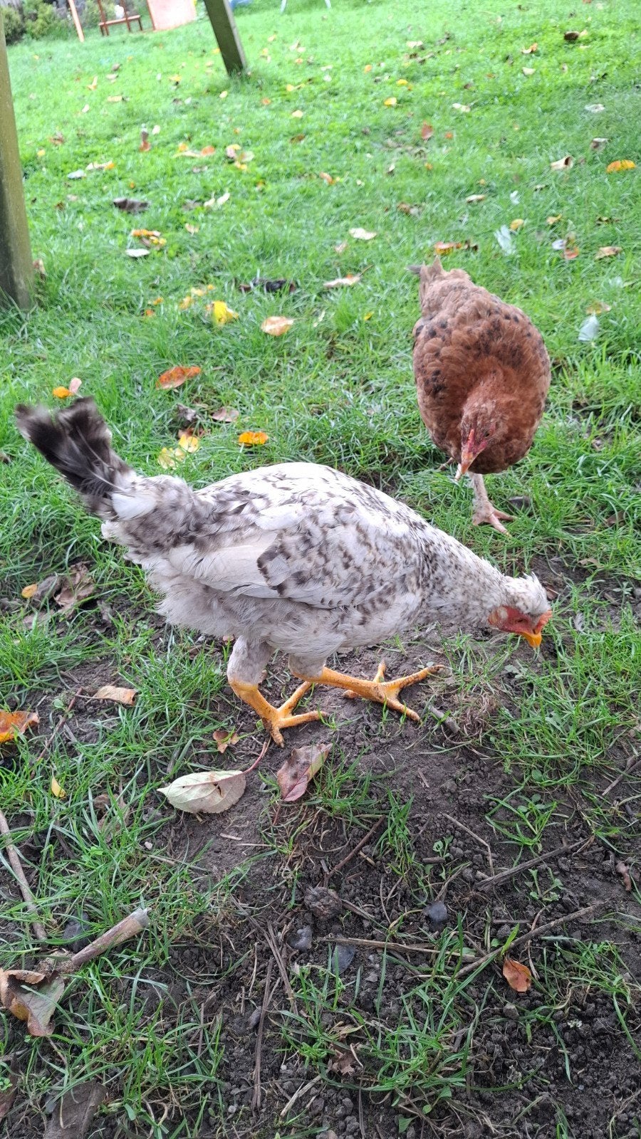 mooie jonge hanen, Dieren en Toebehoren