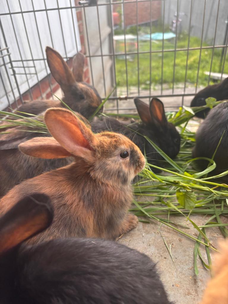 Jonge konijnen vlaamse reus te koop, Plusieurs animaux, Grand, 0 à 2 ans