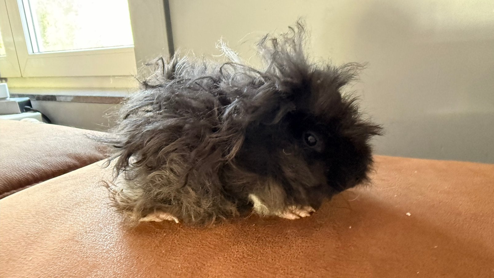 Cavia, Cobaye Lunkarya Femelle bébé, Animaux & Accessoires, Août, Domestique, Cobaye, Femelle