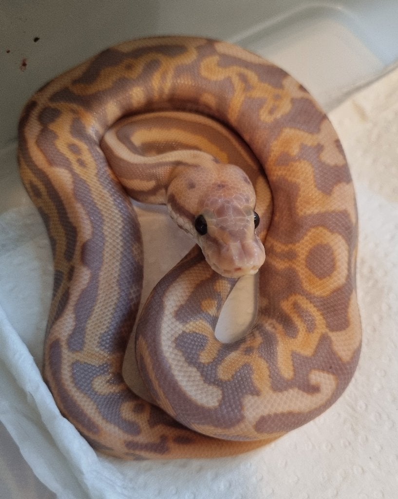1.0 banana leopard od het clown koningspython, Dieren en Toebehoren
