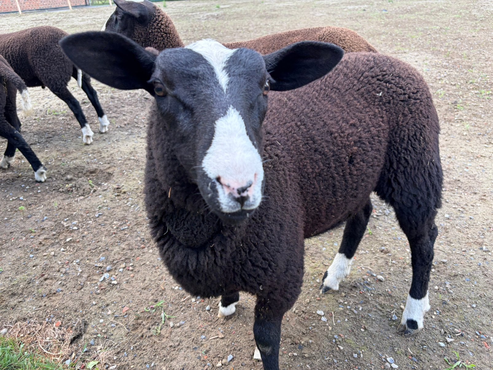 Zwartblesrammen te koop ideaal om te dekken ., Dieren en Toebehoren