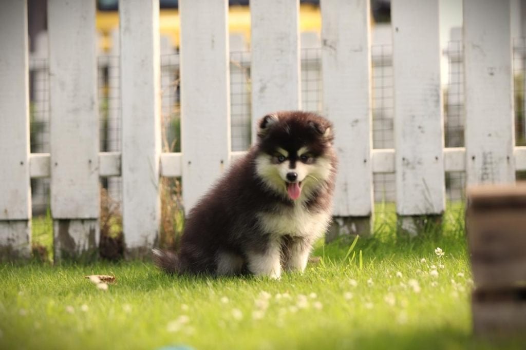 Pomsky pups, Mini Husky, Parvo, België, 8 tot 15 weken, Poolhond