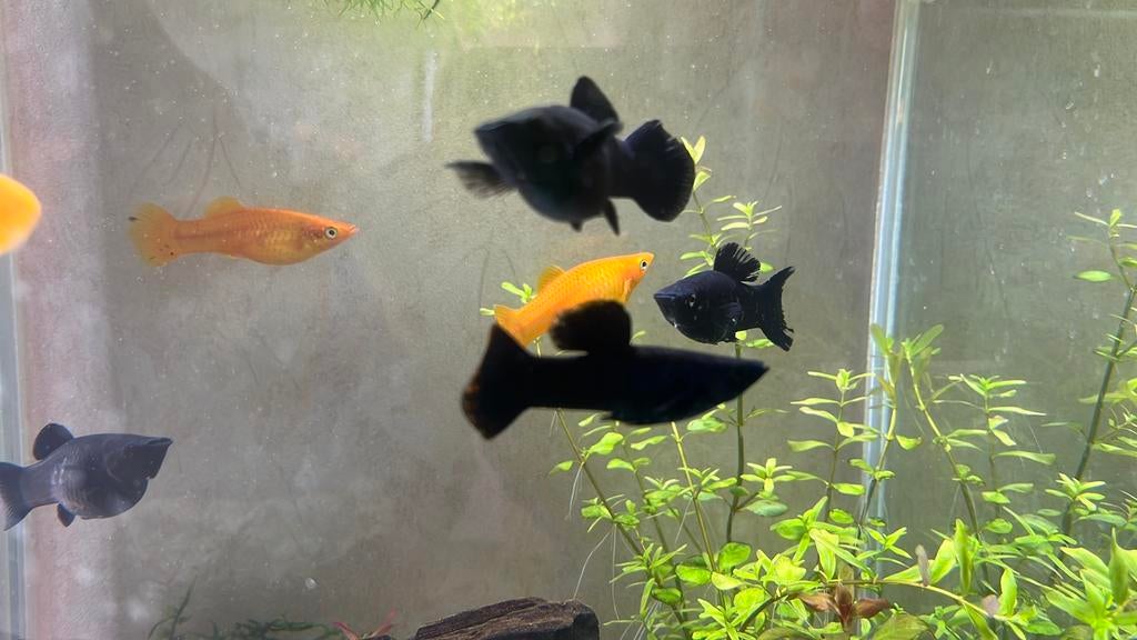 Zwarte & Gele Molly’s, Vis, Zoetwatervis