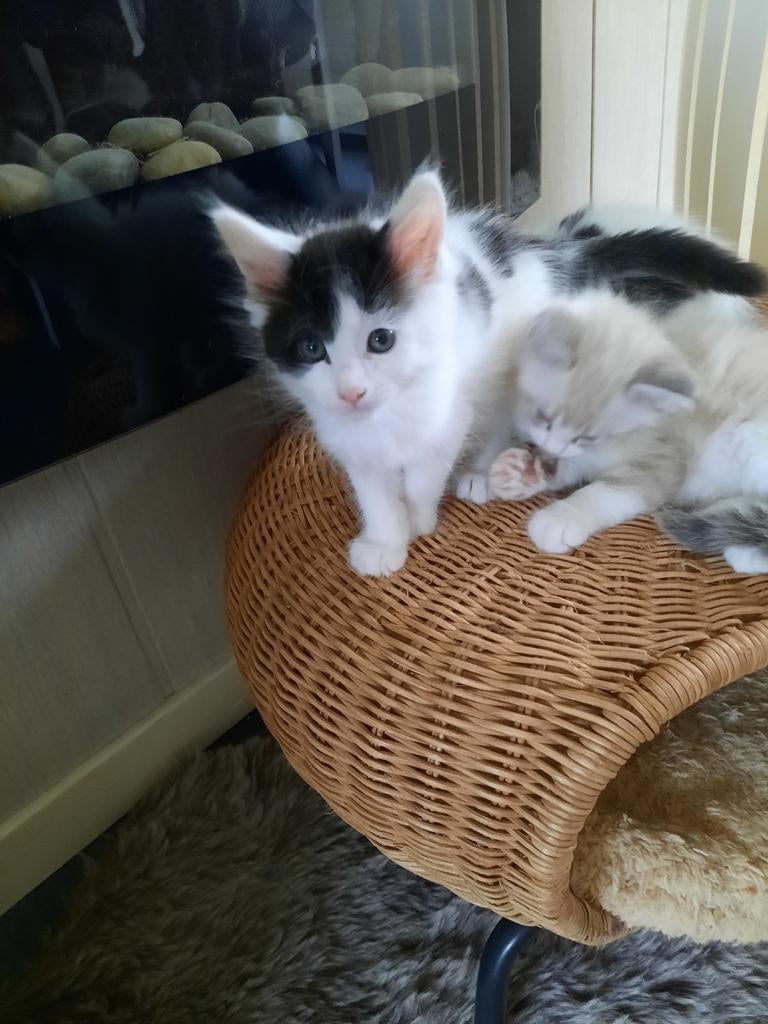 Maine coon kittens, Dieren en Toebehoren, Poes