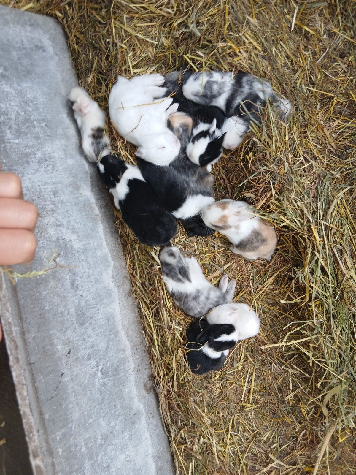 Kleurdwergjes te koop, Dieren en Toebehoren, Konijnen, Vrouwelijk, Dwerg, 0 tot 2 jaar