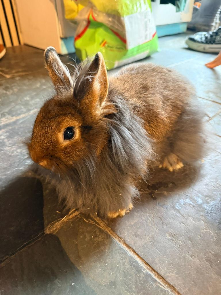 Kleur mix dwergkonijn, Dieren en Toebehoren