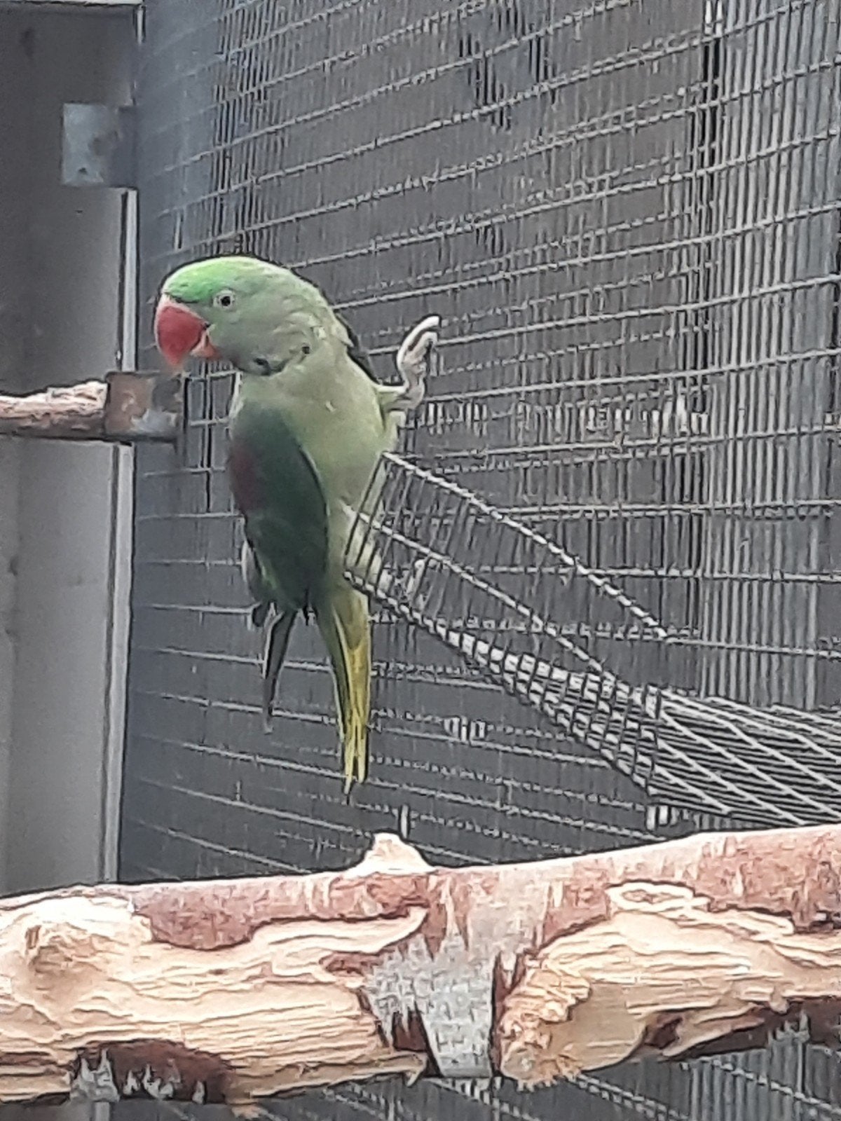 Alexanderparkiet, Mâle, Perruche, Bagué