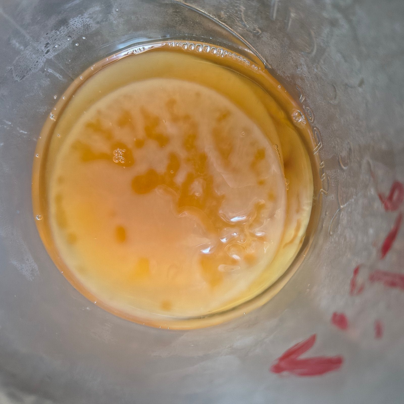 Kombucha SCOBY + Starter (200 g), Verzenden
