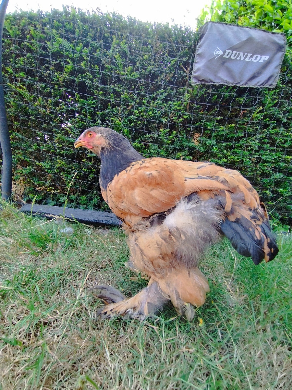Brahma., Dieren en Toebehoren, Pluimvee