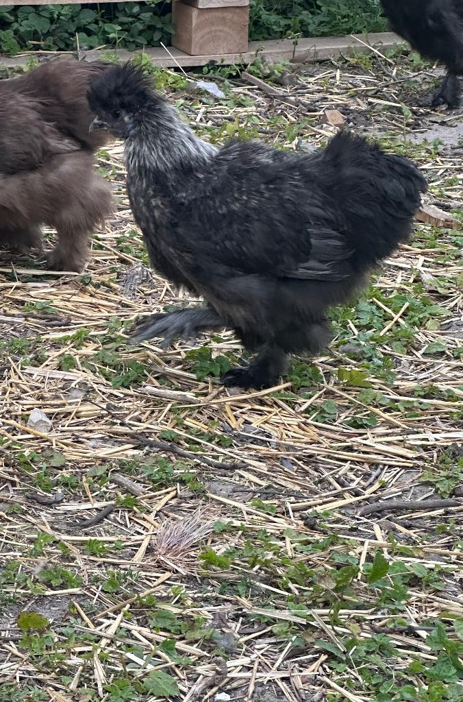 Zijdehoen haan, Dieren en Toebehoren, Mannelijk, Kip