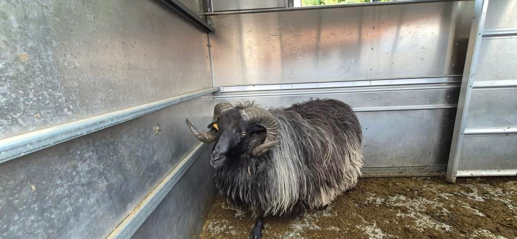 Heidschnucke

Ram, Dieren en Toebehoren, Overige Dieren, Juni, Mannelijk