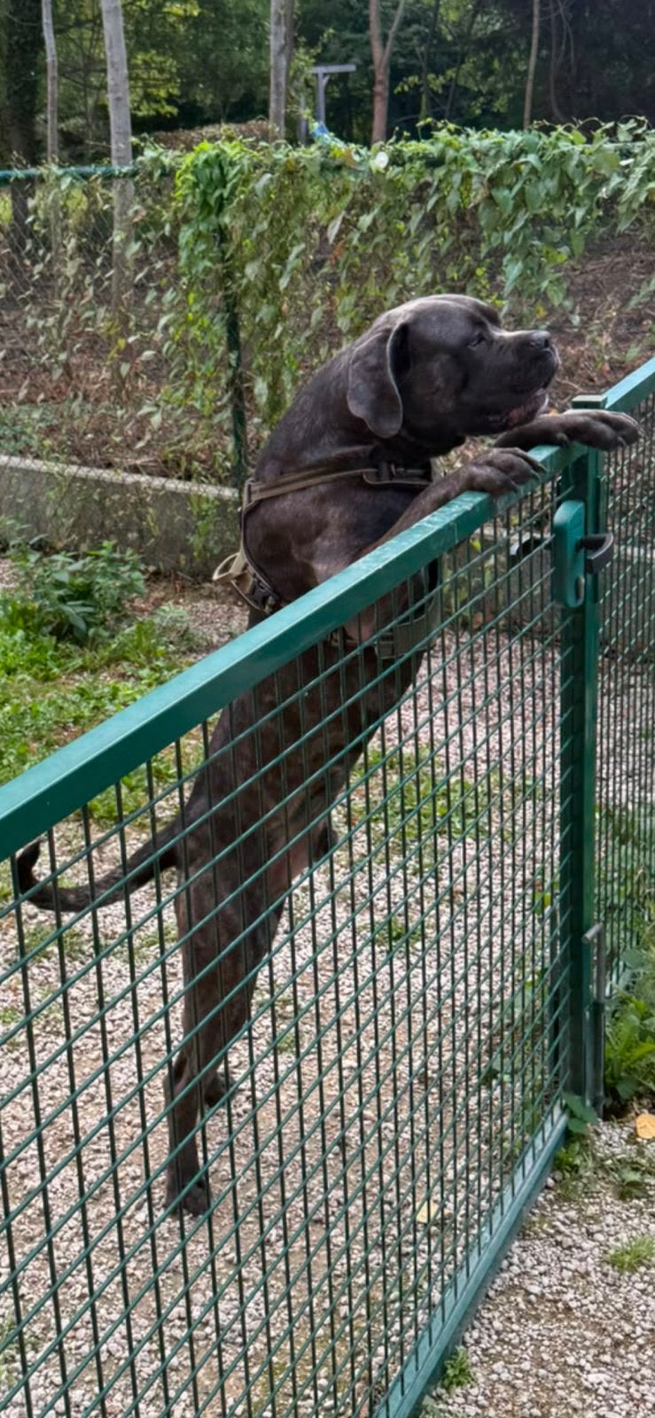 Chien cane corso a donne, Animaux & Accessoires, 1 à 2 ans, Étranger, Particulier, Chien (mâle)
