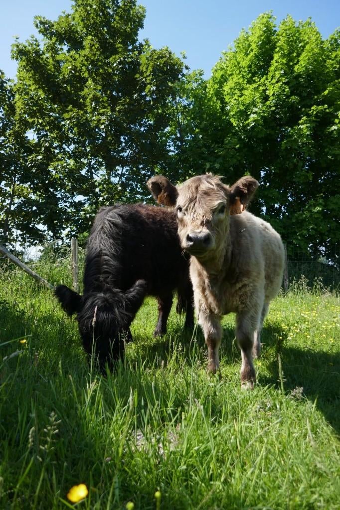 Koe Galloway, Animaux & Accessoires, Bovins, Plusieurs animaux