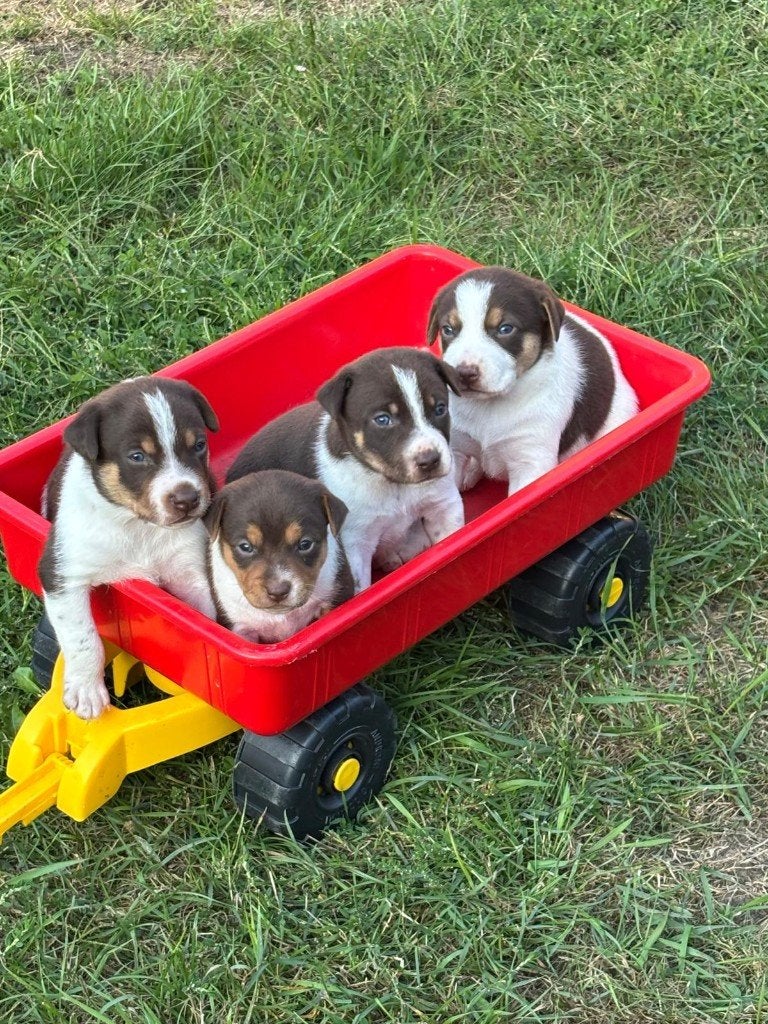 Chocolade Boerenfox pups, Dieren en Toebehoren, Honden | Jack Russells en Terriërs, België, Jack Russell Terriër, 8 tot 15 weken