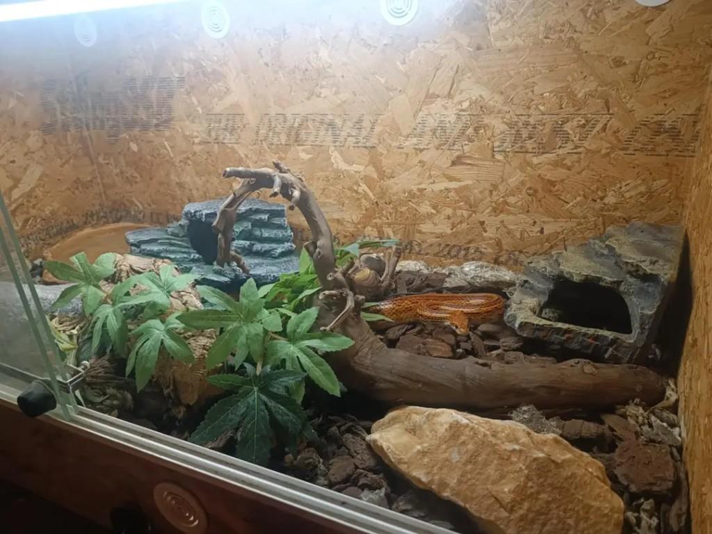 Serpent des blé + terrarium et accessoire, Enlèvement, Utilisé, Autres types