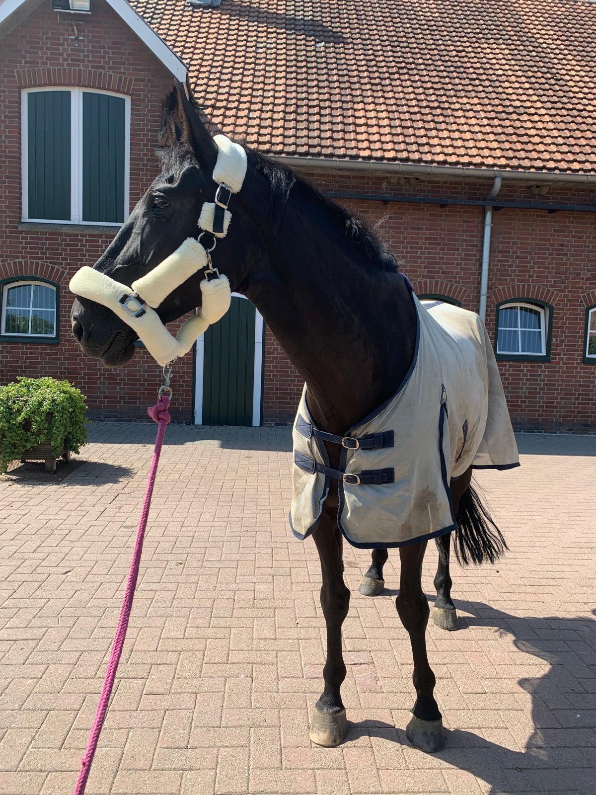 Allerliefste merrie te koop - 7 jaar, Dieren en Toebehoren, Paarden, Merrie