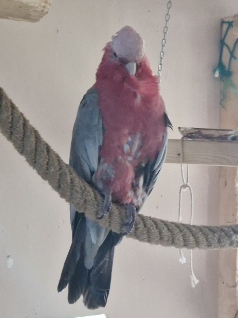 Femelle rosalbin, Dieren en Toebehoren, Vrouwelijk, Papegaai, Tam