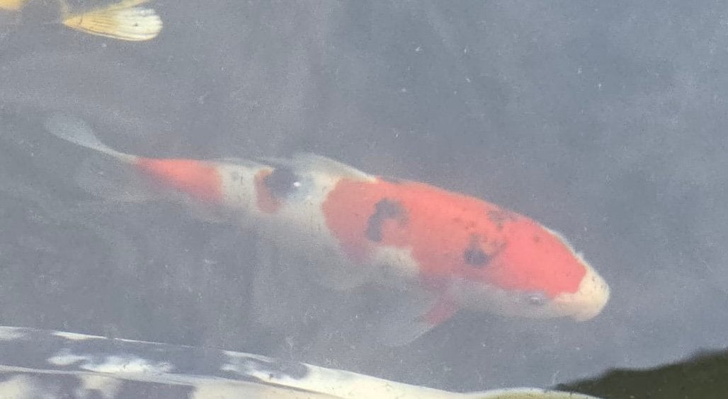 Sanke | Japanse koi, Animaux & Accessoires, Poissons | Poissons d'étang, Carpe ou Koï