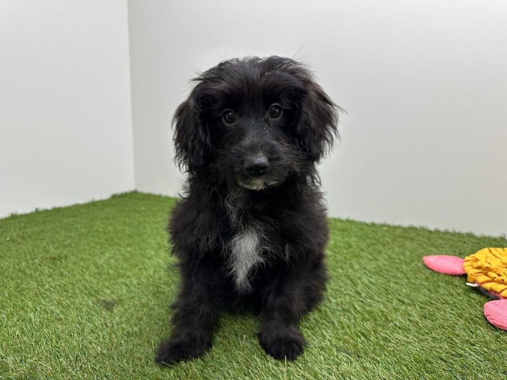 Bordoodle pups, België, 8 tot 15 weken, Parvo, Meerdere