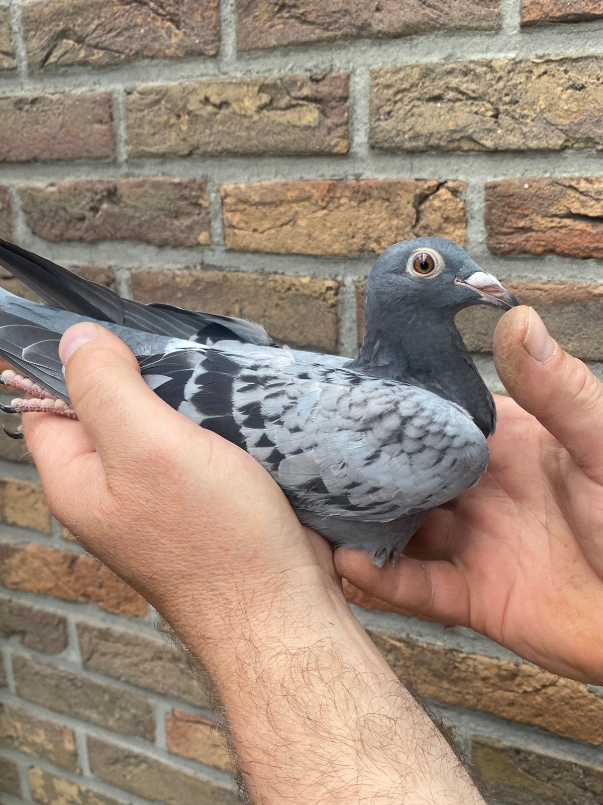 Jonge duivin 2026 Barcelonaracers, Dieren en Toebehoren, Vogels | Duiven, Vrouwelijk, Postduif