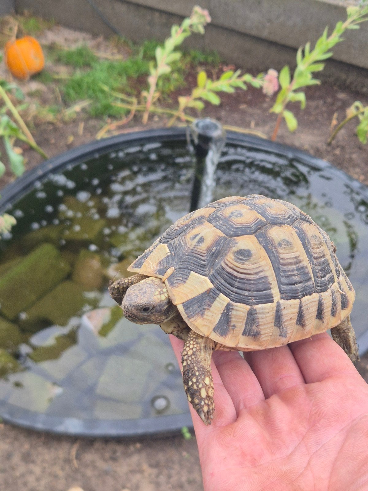 Hermann boettgeri, Tortue