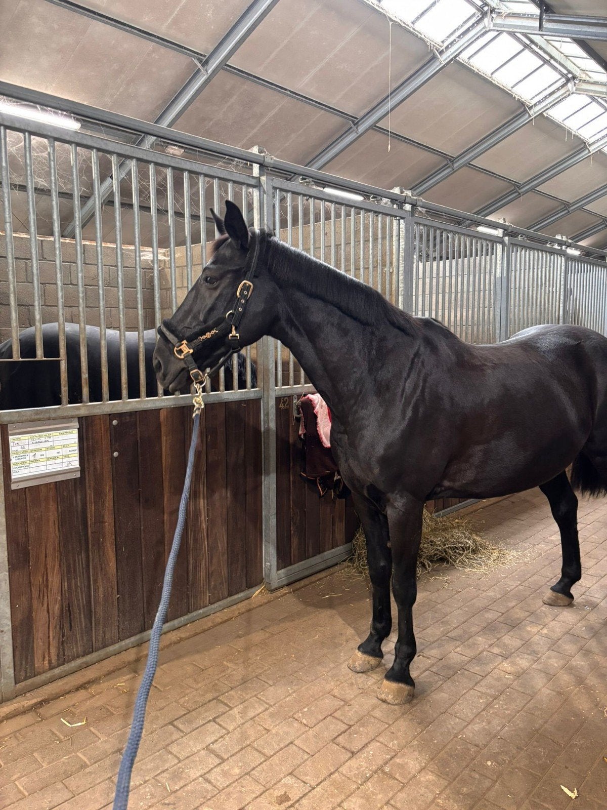 Prachtig braaf springpaard te koop, Dieren en Toebehoren, Merrie, Springpaard