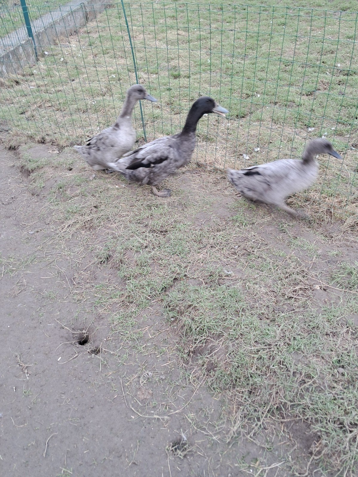 Eend van Vorst, Canard