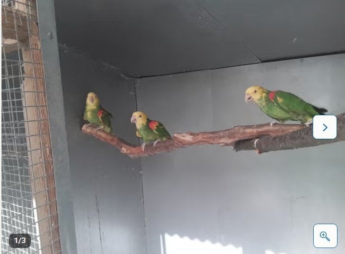 broedrijpe dubbele geelkop amazone, Meerdere dieren, Papegaai, Geringd