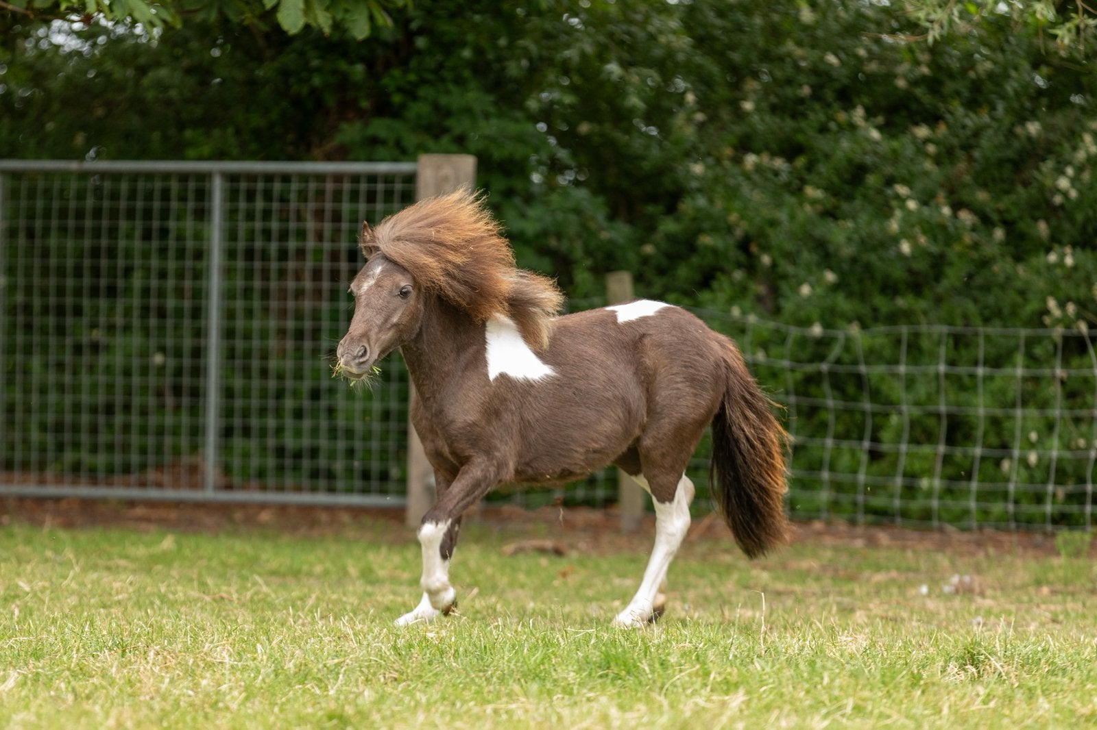 Falabella miniatuur paard, Dieren en Toebehoren, Merrie, Met stamboom, Niet van toepassing, 0 tot 2 jaar