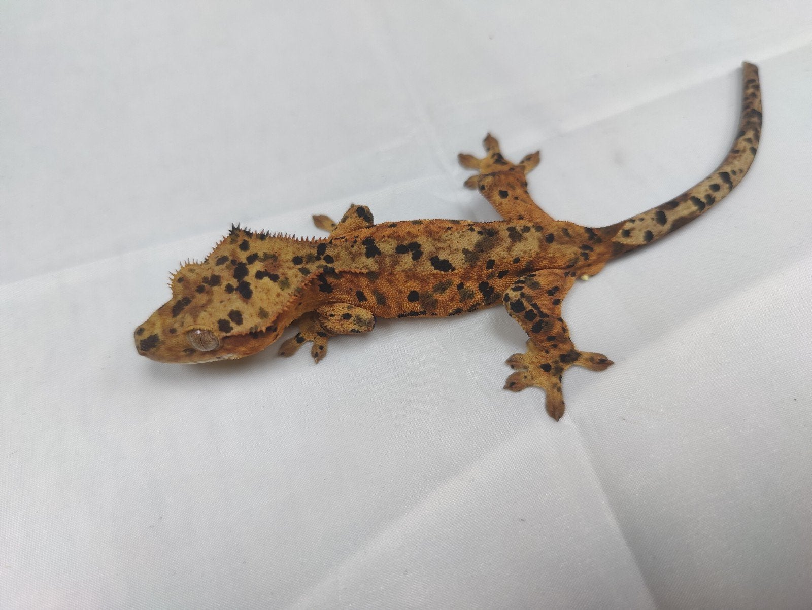 Inkspot wimpergekko man, Dieren en Toebehoren