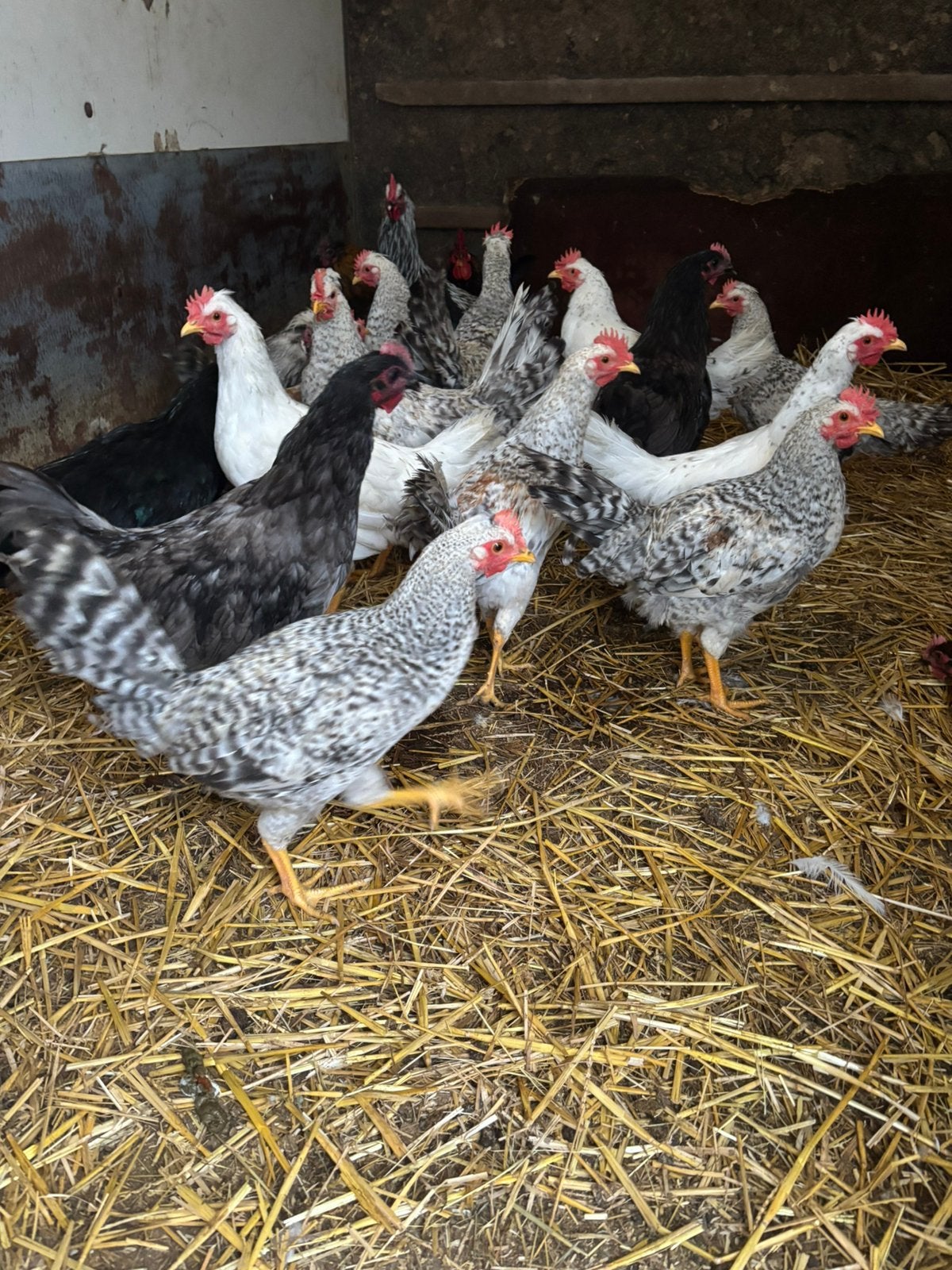 Jonge hanen, Dieren en Toebehoren, Pluimvee