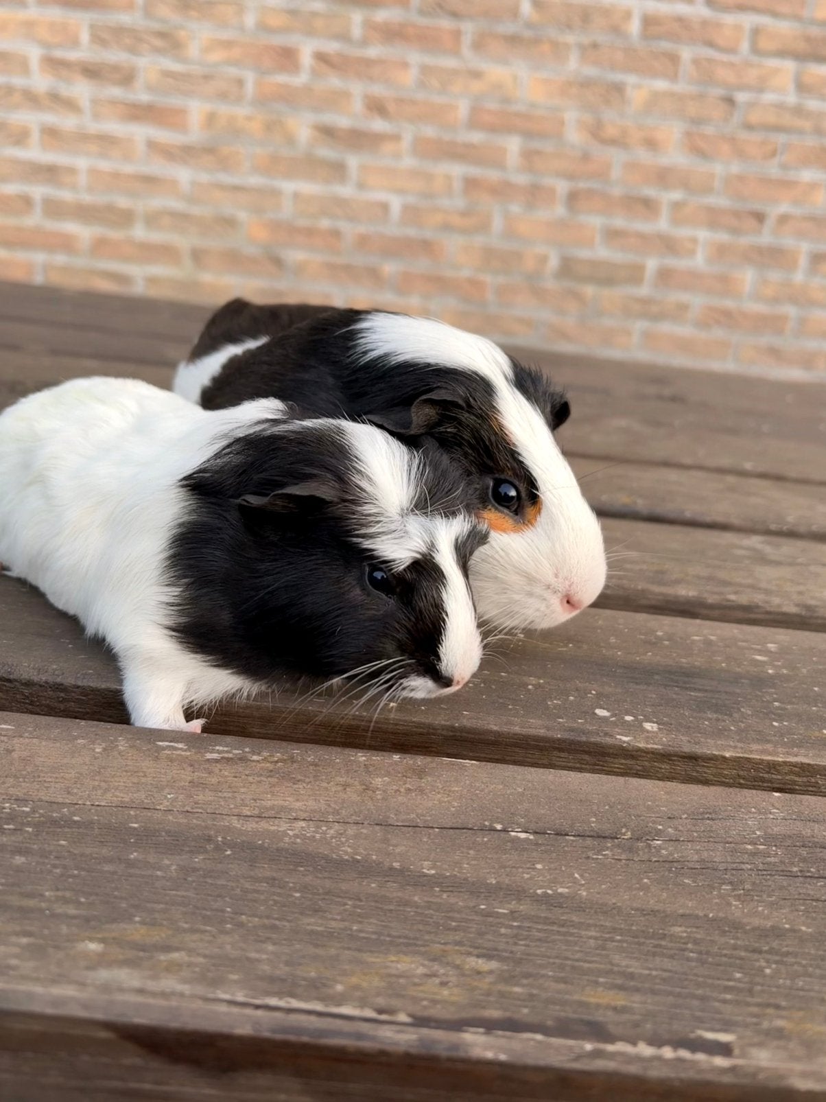 Cavia beertjes te koop, Dieren en Toebehoren, Cavia, Augustus, Mannelijk, Tam