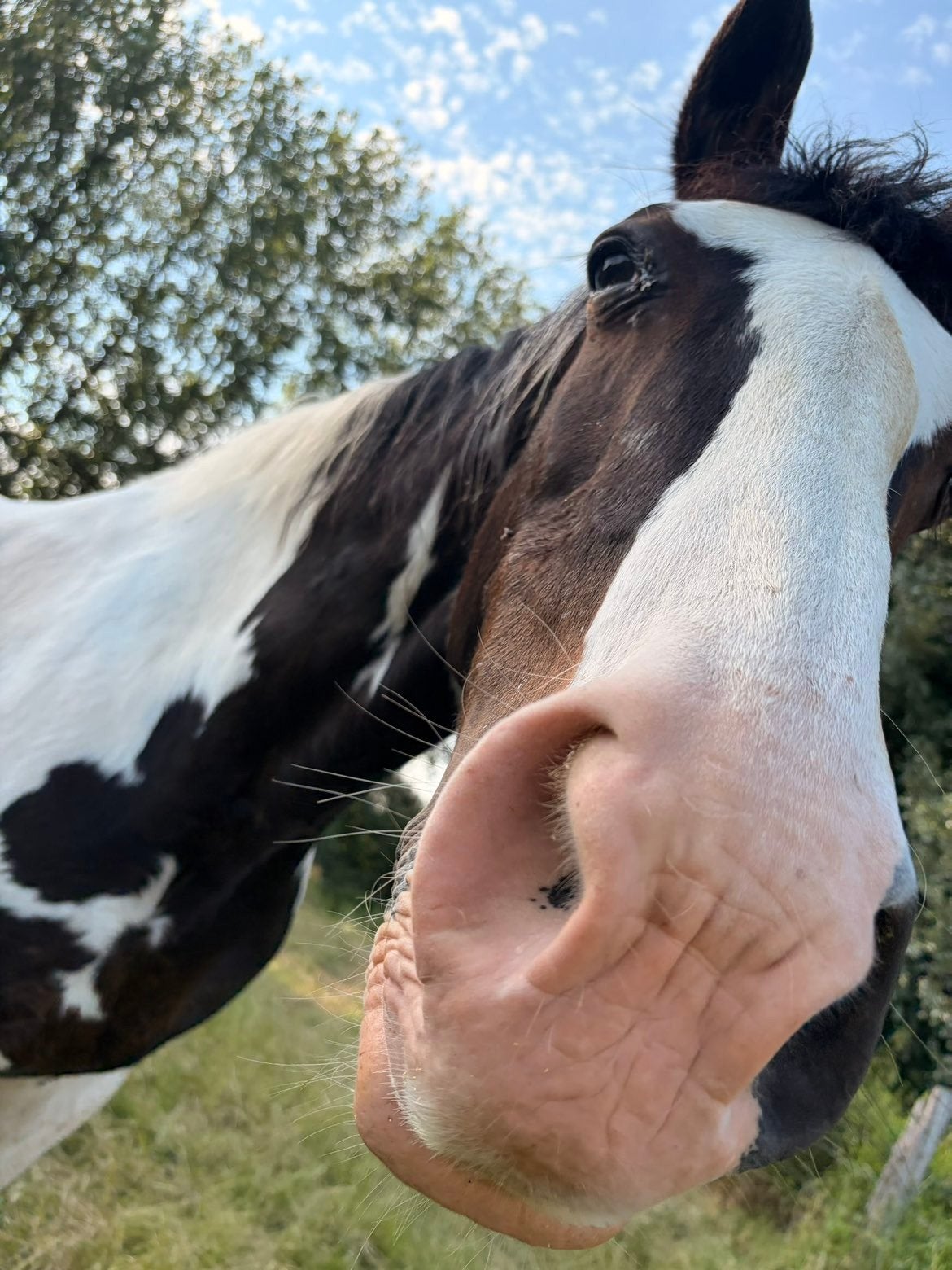 Oudere paarden, Dieren en Toebehoren, Paarden