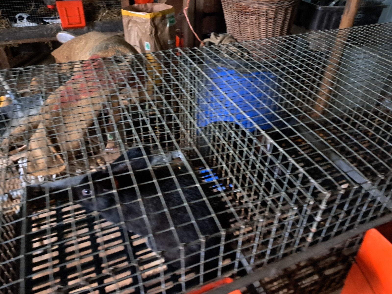 Konijnen te koop, Dieren en Toebehoren, Mannelijk, Groot, 0 tot 2 jaar
