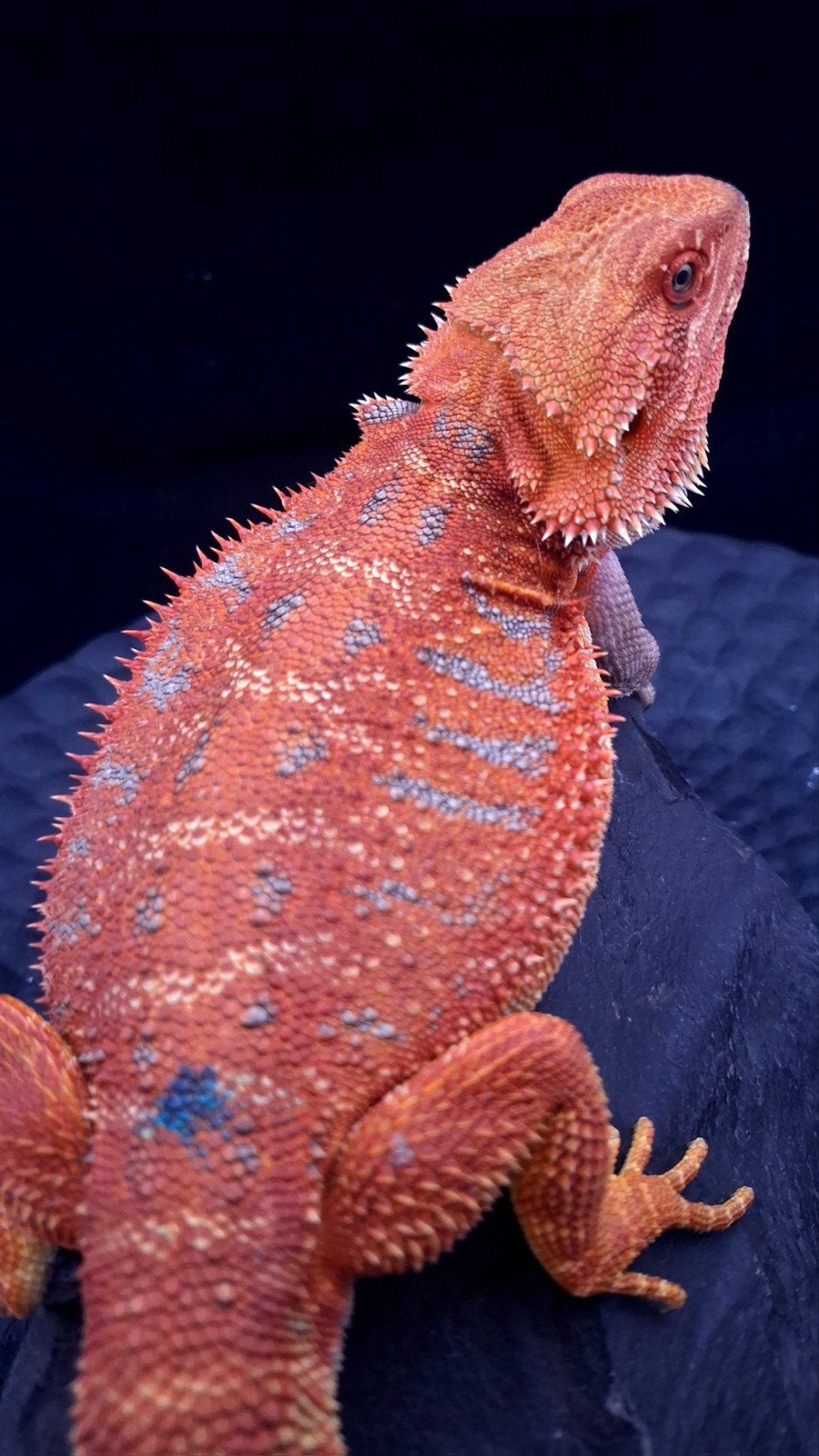 50% Red Monster Extreme Blue Tiger Baardagaam Man (Holdback), Hagedis, 0 tot 2 jaar