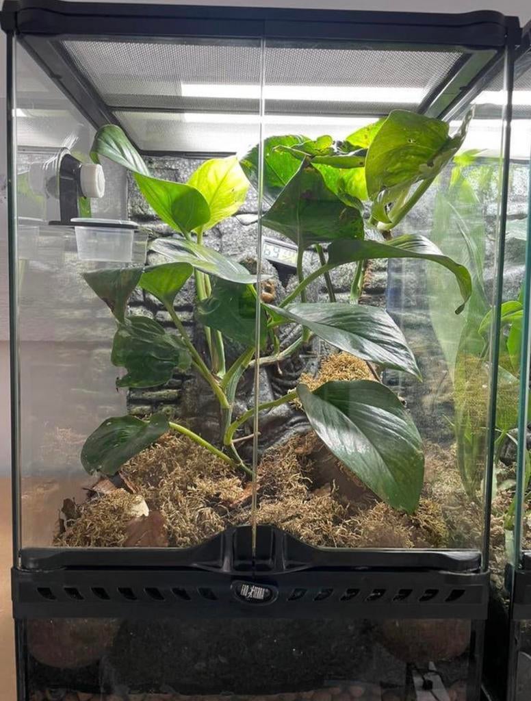 Exo terra terrarium ingericht 30x30x45cm, Dieren en Toebehoren, Ophalen, Zo goed als nieuw