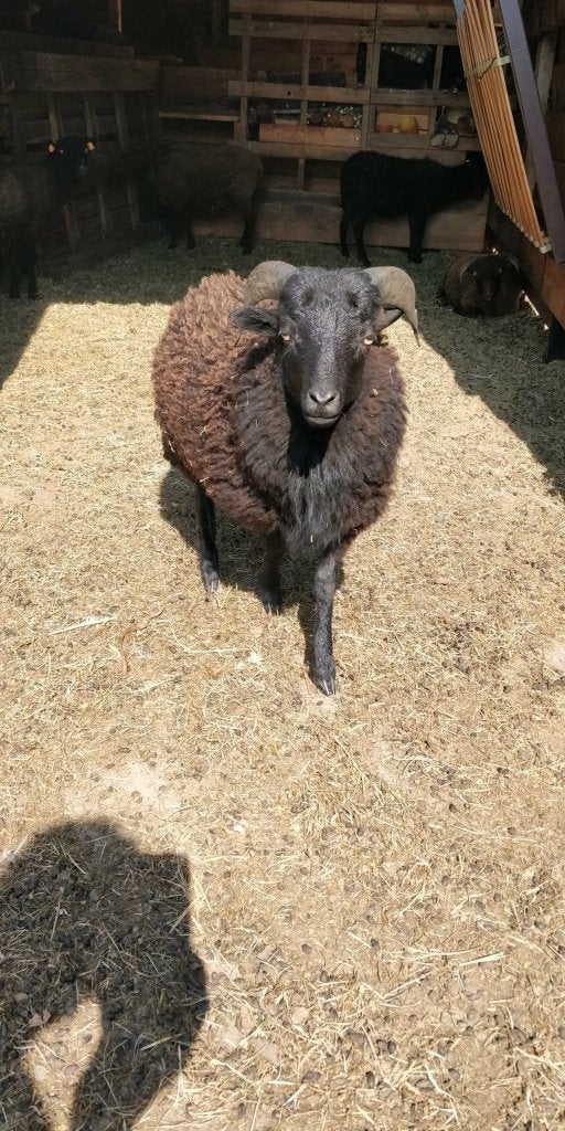 Mooi handtam ouessant bokje 50 euro, Dieren en Toebehoren, Schapen, Geiten en Varkens, Mannelijk, Schaap, 0 tot 2 jaar