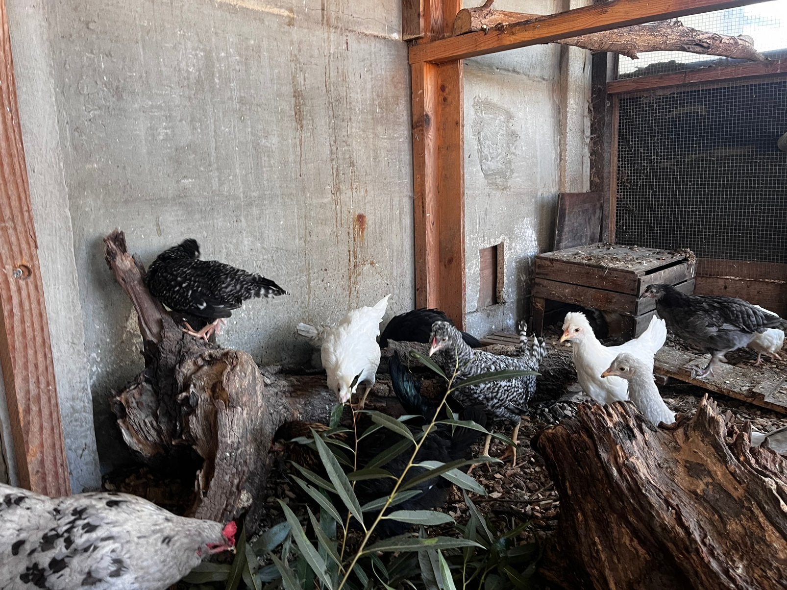 Schijndelaar hennen, Dieren en Toebehoren